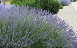 Grosso Lavender - 10" Patio Pot -FRUIT TREES & PLANTS Sales lavendula intermedia grosso french lavender 4 2
