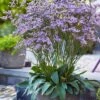 Dazzle Rocks Statice (Limonium) - 1 Gallon Pot -FRUIT TREES & PLANTS Sales limonium dazzle rocks statice 1