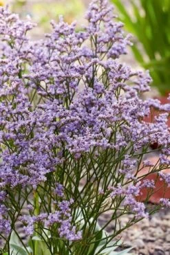 Dazzle Rocks Statice (Limonium) - 1 Gallon Pot -FRUIT TREES & PLANTS Sales limonium dazzle rocks statice 2