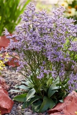 Dazzle Rocks Statice (Limonium) - 1 Gallon Pot -FRUIT TREES & PLANTS Sales limonium dazzle rocks statice 3
