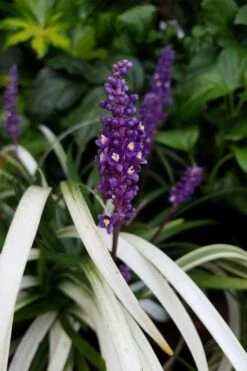 Okina Liriope (Frosted Monkey Grass) - 1 Gallon Pot 12 Okina Liriope (Frosted Monkey Grass) - 1 Gallon Pot -FRUIT TREES & PLANTS Sales liriope muscari okina lilyturf 4