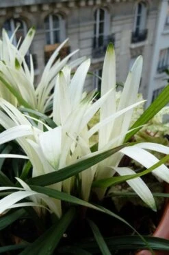 Okina Liriope (Frosted Monkey Grass) - 1 Gallon Pot 13 Okina Liriope (Frosted Monkey Grass) - 1 Gallon Pot -FRUIT TREES & PLANTS Sales liriope muscari okina lilyturf 5