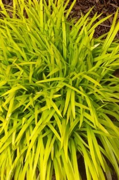 Gold Ingot Liriope (Golden Lilyturf) - 6 Pack Of 1 Gallon Pots -FRUIT TREES & PLANTS Sales liriope muscari peedee ingot golden lilyturf 11