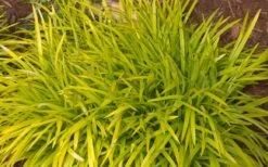Gold Ingot Liriope (Golden Lilyturf) - 6 Pack Of 1 Gallon Pots -FRUIT TREES & PLANTS Sales liriope muscari peedee ingot golden lilyturf 3
