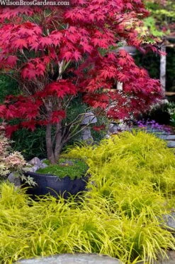 Gold Ingot Liriope (Golden Lilyturf) - 6 Pack Of 1 Gallon Pots -FRUIT TREES & PLANTS Sales liriope muscari peedee ingot golden lilyturf 5 1