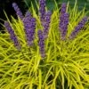 Gold Ingot Liriope (Golden Lilyturf) - 1 Gallon Pot 1 Gold Ingot Liriope (Golden Lilyturf) - 1 Gallon Pot -FRUIT TREES & PLANTS Sales liriope muscari peedee ingot golden lilyturf 6