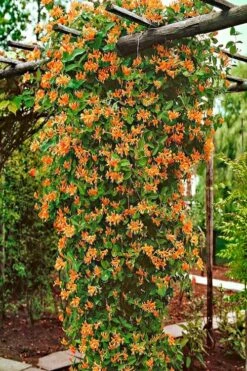 Mandarin Orange Honeysuckle Vine - 5 Gallon Pot -FRUIT TREES & PLANTS Sales lonicera mandarin orange honeysuckle vine 10 2