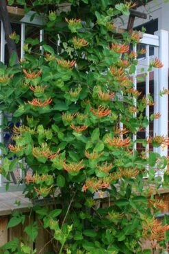 Mandarin Orange Honeysuckle Vine - 12" Pot -FRUIT TREES & PLANTS Sales lonicera mandarin orange honeysuckle vine 20 1