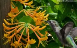 Mandarin Orange Honeysuckle Vine - 1 Gallon Pot -FRUIT TREES & PLANTS Sales lonicera mandarin orange honeysuckle vine 23 3