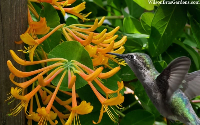 Mandarin Orange Honeysuckle Vine - 3 Gallon Pot 6 Mandarin Orange Honeysuckle Vine - 3 Gallon Pot - Image 4