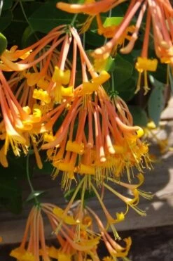 Mandarin Orange Honeysuckle Vine - 5 Gallon Pot -FRUIT TREES & PLANTS Sales lonicera mandarin orange honeysuckle vine 27 2