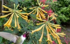 John Clayton Yellow Honeysuckle Vine - 1 Gallon Pot 10 John Clayton Yellow Honeysuckle Vine - 1 Gallon Pot -FRUIT TREES & PLANTS Sales lonicera sempervirens john clayton yellow trumpet honeysuckle 101