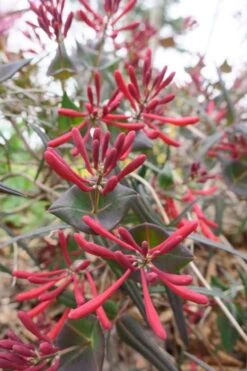 Leo Red Trumpet Honeysuckle - 3 Gallon Pot -FRUIT TREES & PLANTS Sales lonicera sempervirens leo red trumpet honeysuckle vine 1