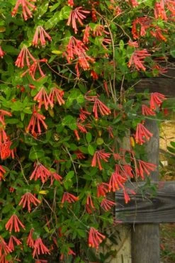 Leo Red Trumpet Honeysuckle - 3 Gallon Pot -FRUIT TREES & PLANTS Sales lonicera sempervirens leo red trumpet honeysuckle vine 4