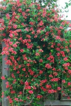 Leo Red Trumpet Honeysuckle - 3 Gallon Pot -FRUIT TREES & PLANTS Sales lonicera sempervirens leo red trumpet honeysuckle vine 6