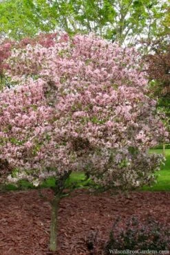 Southern Crabapple (Malus Angustifolia) - 3 Gallon Pot -FRUIT TREES & PLANTS Sales malus angustifolia southern crabapple tree 8 1