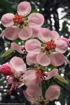 Southern Crabapple (Malus Angustifolia) - 3 Gallon Pot -FRUIT TREES & PLANTS Sales malus angustifolia southern crabapple tree flowers 2 1