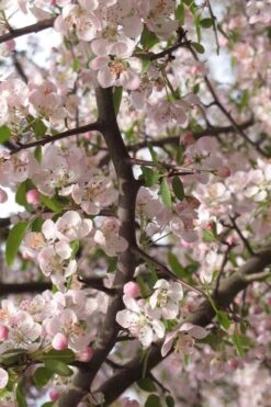 Southern Crabapple (Malus Angustifolia) - 1 Gallon Pot 13 Southern Crabapple (Malus Angustifolia) - 1 Gallon Pot -FRUIT TREES & PLANTS Sales malus angustifolia southern crabapple tree flowers 4