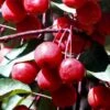 Southern Crabapple (Malus Angustifolia) - 3 Gallon Pot -FRUIT TREES & PLANTS Sales malus angustifolia southern crabapple tree fruits 2 1