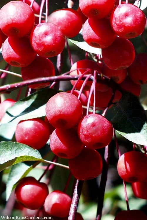 Southern Crabapple (Malus Angustifolia) - 1 Gallon Pot 3 Southern Crabapple (Malus Angustifolia) - 1 Gallon Pot