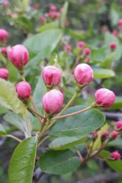 American Sweet Crabapple Tree (Malus Coronaria) - 1 Gallon Pot -FRUIT TREES & PLANTS Sales malus coronaria american sweet crabapple 1