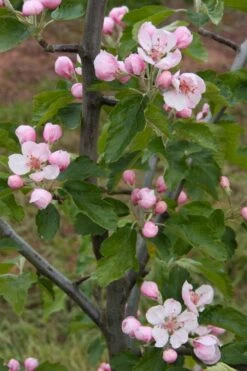 American Sweet Crabapple Tree (Malus Coronaria) - 1 Gallon Pot -FRUIT TREES & PLANTS Sales malus coronaria american sweet crabapple 2