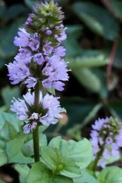 Orange Mint Plant - 4 Pack Of Quart Pots -FRUIT TREES & PLANTS Sales mentha piperita citrata orange mint 5