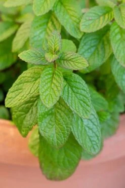 The Best Spearmint (Mentha Spicata 'Mint The Best)) - 6 Pack Of Pint Pots -FRUIT TREES & PLANTS Sales mentha spicata mint the best spearmint 1