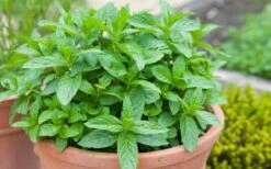 The Best Spearmint (Mentha Spicata 'Mint The Best)) - 6 Pack Of Pint Pots -FRUIT TREES & PLANTS Sales mentha spicata mint the best spearmint 2