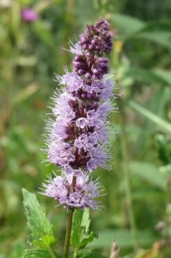 The Best Spearmint (Mentha Spicata 'Mint The Best)) - 6 Pack Of Pint Pots -FRUIT TREES & PLANTS Sales mentha spicata mint the best spearmint 4