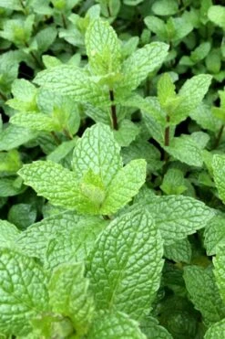Mojito Mint Plant - 6 Pack Of Pint Pots -FRUIT TREES & PLANTS Sales mentha x villosa mojito mint 6