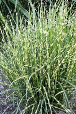 Bandwidth Dwarf Zebra Grass - 6 Pack Of 1 Gallon Pots