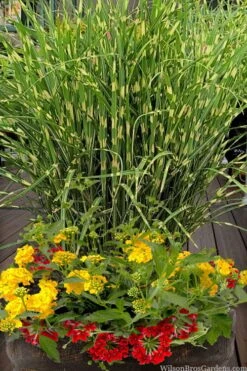 Bandwidth Dwarf Zebra Grass - 6 Pack Of 1 Gallon Pots -FRUIT TREES & PLANTS Sales miscanthus sinensis bandwidth zebra grass 5