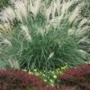 Little Kitten Dwarf Maiden Grass - Miscanthus Sinensis - 3 Gallon Pot -FRUIT TREES & PLANTS Sales miscanthus sinensis little kitten maiden grass 1