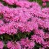 Bubblegum Blast Bee Balm (Monarda) - 1 Gallon Pot -FRUIT TREES & PLANTS Sales monarda bubblegum blast pink bee balm 1