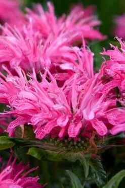 Bubblegum Blast Bee Balm (Monarda) - 1 Gallon Pot -FRUIT TREES & PLANTS Sales monarda bubblegum blast pink bee balm 2