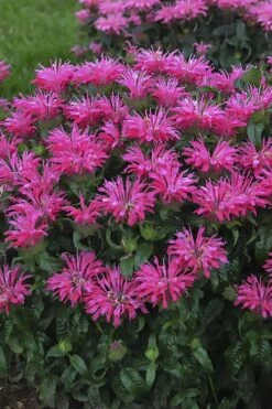 Electric Neon Pink Bee Balm (Monarda) - 1 Gallon Pot -FRUIT TREES & PLANTS Sales monarda electric neon pink bee balm 1
