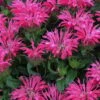 Electric Neon Pink Bee Balm (Monarda) - 1 Gallon Pot -FRUIT TREES & PLANTS Sales monarda electric neon pink bee balm 2