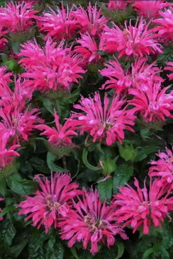 Electric Neon Pink Bee Balm (Monarda) - 1 Gallon Pot