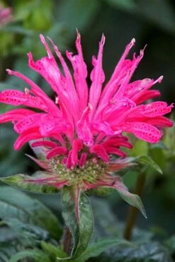 Electric Neon Pink Bee Balm (Monarda) - 1 Gallon Pot -FRUIT TREES & PLANTS Sales monarda electric neon pink bee balm 6