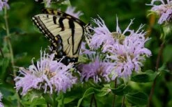 Wild Bergamot Bee Balm (Monarda Fistulosa) - 6 Pack Of 1 Gallon Pots -FRUIT TREES & PLANTS Sales monarda fistulosa wild bergamont bee balm 11 1