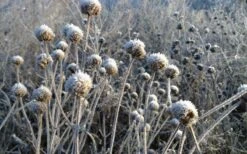 Wild Bergamot Bee Balm (Monarda Fistulosa) - 1 Gallon Pot 16 Wild Bergamot Bee Balm (Monarda Fistulosa) - 1 Gallon Pot -FRUIT TREES & PLANTS Sales monarda fistulosa wild bergamont bee balm 15