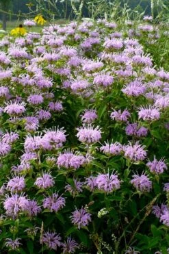 Wild Bergamot Bee Balm (Monarda Fistulosa) - 1 Gallon Pot 13 Wild Bergamot Bee Balm (Monarda Fistulosa) - 1 Gallon Pot -FRUIT TREES & PLANTS Sales monarda fistulosa wild bergamont bee balm 16