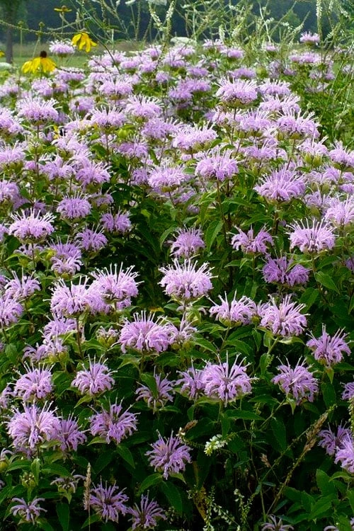 Wild Bergamot Bee Balm (Monarda Fistulosa) - 1 Gallon Pot 6 Wild Bergamot Bee Balm (Monarda Fistulosa) - 1 Gallon Pot - Image 4