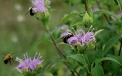 Wild Bergamot Bee Balm (Monarda Fistulosa) - 8 Pack Of 1 Gallon Pots -FRUIT TREES & PLANTS Sales monarda fistulosa wild bergamont bee balm 17 3