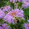 Wild Bergamot Bee Balm (Monarda Fistulosa) - 6 Pack Of 1 Gallon Pots -FRUIT TREES & PLANTS Sales monarda fistulosa wild bergamont bee balm 18 1