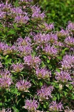 Wild Bergamot Bee Balm (Monarda Fistulosa) - 5 Pack Of Quart Pots -FRUIT TREES & PLANTS Sales monarda fistulosa wild bergamont bee balm 5 2