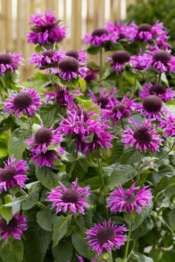 Bee-You Bee Free Bee Balm (Monarda) - 1 Gallon Pot -FRUIT TREES & PLANTS Sales monarda hybrid bee free bee balm 1