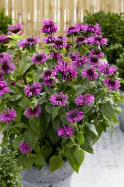 Bee-You Bee Free Bee Balm (Monarda) - 1 Gallon Pot -FRUIT TREES & PLANTS Sales monarda hybrid bee free bee balm 3