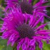 Bee-You Bee Free Bee Balm (Monarda) - 1 Gallon Pot